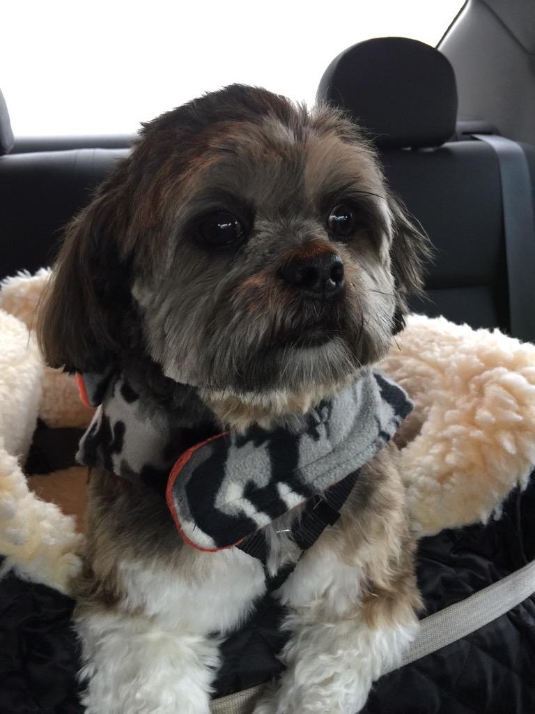 RileyClancy's tweet photo. I love rides in the car. #watchdog http://t.co/HELPBFrnP9