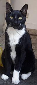 AnimalAlert's tweet photo. Vermist: kater, EK, zwart/borst wit/sokjes wit, Den Haag, 26-03-2015. Gevonden? http://t.co/9AbscAVoFn http://t.co/b5JoyWLU8G