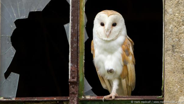 BBCSpringwatch's tweet photo. Will you be voting for the Barn owl to be our national bird? http://t.co/URrtPBhVig http://t.co/uiwMSd1ehc