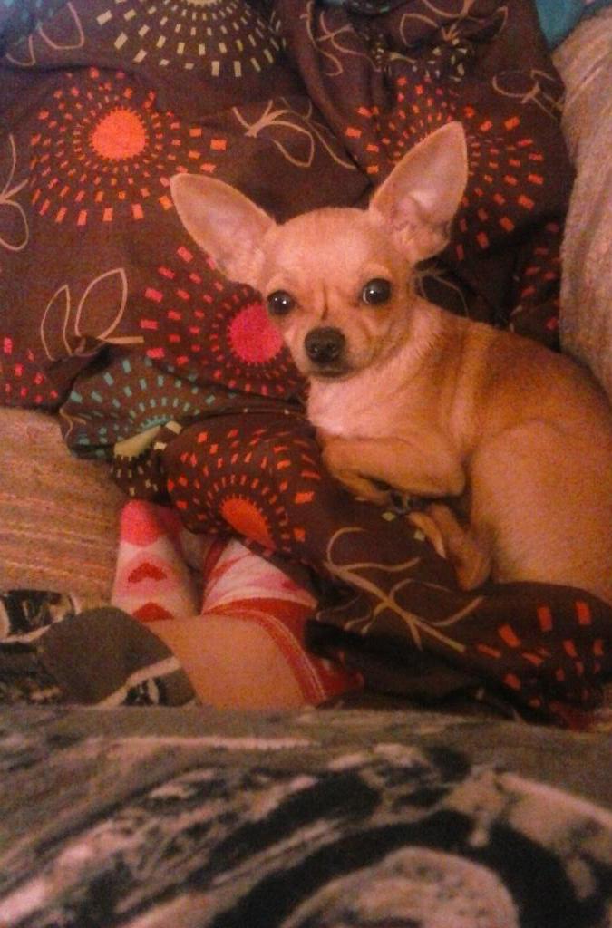 TinkerbellaBama's tweet photo. @kaleycuoco  my sweet Tinkerbell http://t.co/hmUUCJNdfx