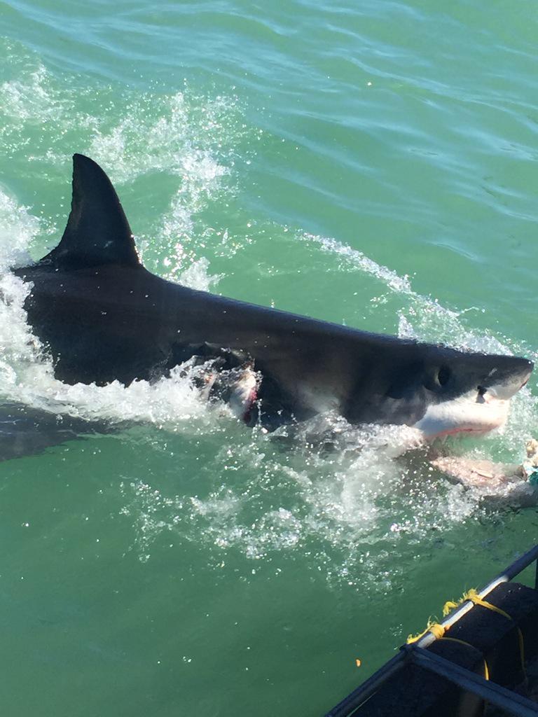 shannonlitam's tweet photo. ☑️ go swimming with sharks http://t.co/Dqv57icqHW