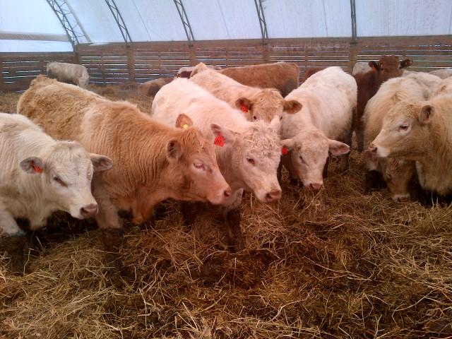 Grandview Farms tweet media