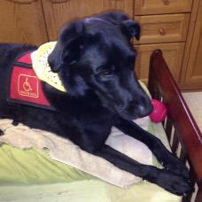 SgtSentinel's tweet photo. 🐶 #SD Wears #YellowForSeth My Human Mom Said The Letters On My Vest Weren't Enough Yellow So She Got Me A Bandana 🐶 http://t.co/GCSIqvsjqC