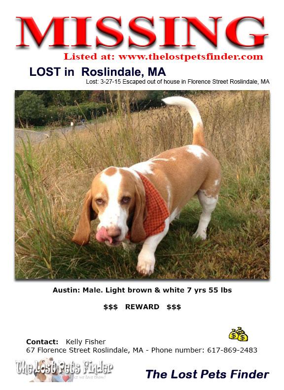 ThePetRescue3's tweet photo. Austin: Male. Light brown &amp; white 7 yrs 55 lbs
Lost: 3-27-15  Roslindale, MA http://t.co/vgS3eq0w31