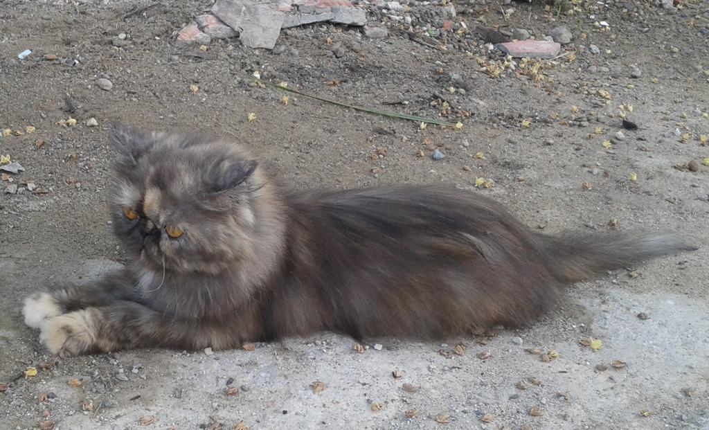 ratna_zakarial's tweet photo. Si demek,jadi pengn punya kucing kya giinii:-D http://t.co/wbmNKnQVVK