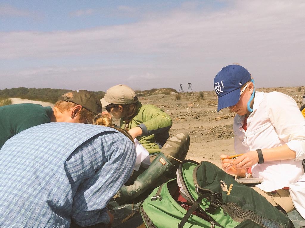 SCShorebirdProj's tweet photo. MT @VTShorebirds: Fruitful trip to Bulls Island this week @SCDNR @EricaNol @MelissaBimbi @dcatlin13413 http://t.co/kL0DgJi6pg