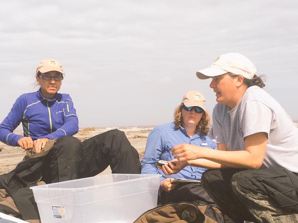 SCShorebirdProj's tweet photo. MT @VTShorebirds: Fruitful trip to Bulls Island this week @SCDNR @EricaNol @MelissaBimbi @dcatlin13413 http://t.co/kL0DgJi6pg