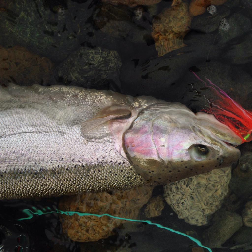 Chasing Chrome steelhead today.