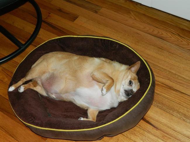OpposingViews's tweet photo. LOL: These 23 animals are almost too fat to function
http://t.co/HUr2HRnHzQ http://t.co/KxvkSnSDaC