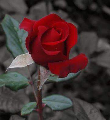 malokaa93's tweet photo. @malakflower971 happy birthday to you http://t.co/ru3GKtOFQw