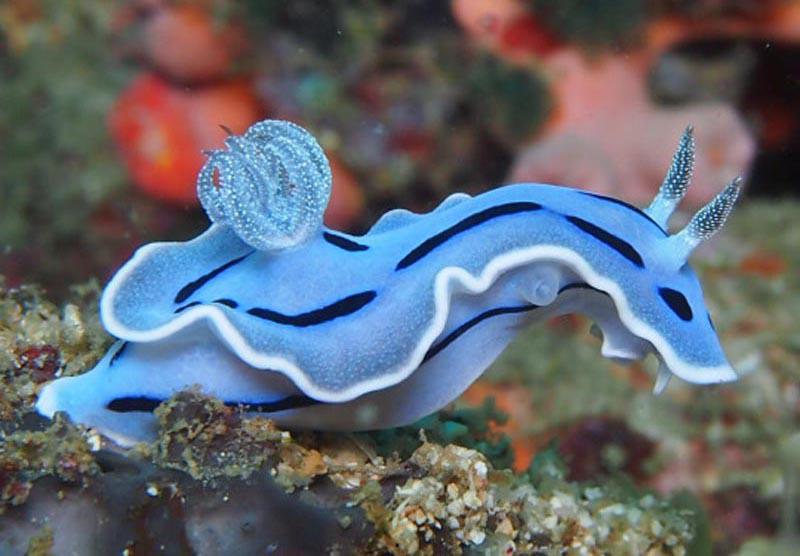 Shigeo Hayashi Al Twitter Chromodoris Willani Via Http T Co Oragm0ofrg ミゾレウミウシという名前らしい 飼いたい Http T Co Ussjrd02ne Twitter Shigeo Hayashi Al Twitter Chromodoris Willani Via Http T Co Oragm0ofrg ミゾレウミウシという名前らしい 飼いたい Http T Co Ussjrd02ne Twitter