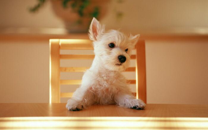 9GAGCute's tweet photo. Tag someone who's always hungry! #9gagcutedog http://t.co/ZB5UnTyWYw