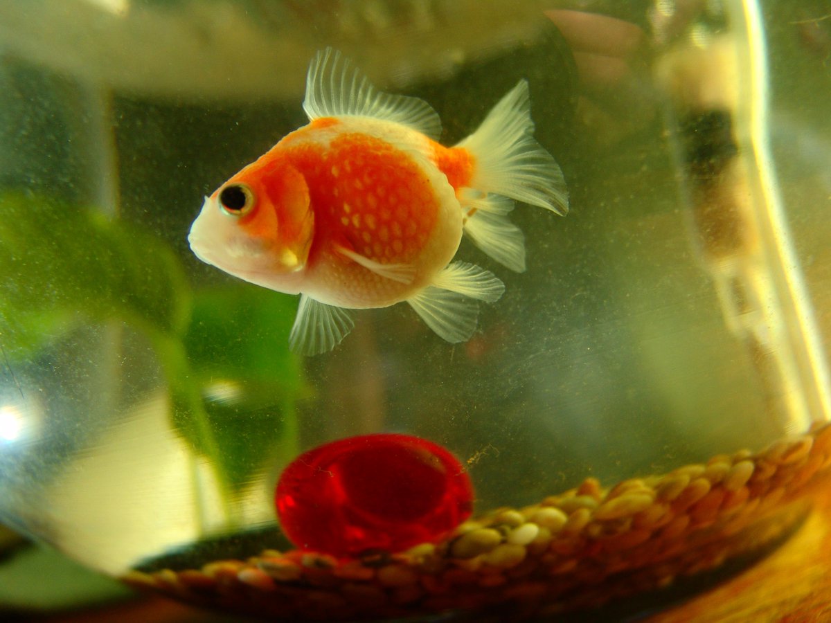 FinestFishTanks tweet picture