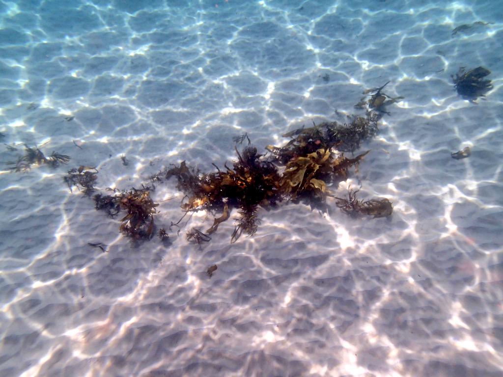 oceanswims's tweet photo. Water clarity 2 (with filter) #ForsterSwim http://t.co/HU3nVY8Qks