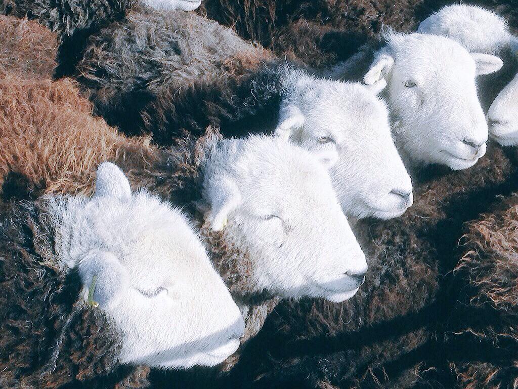 herdyshepherd1's tweet photo. Obsession with cheap food is destroying all that is good in English countryside... Please buy local if you can http://t.co/csSEfZP31C