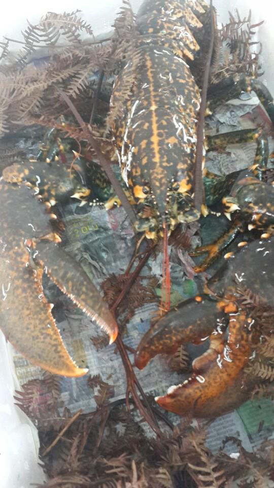 Gunun taze baliklari icin saffet balikcidayiz :) (@ Saffet Balikcilik in Istanbul) 4sq.com/1a57yvb