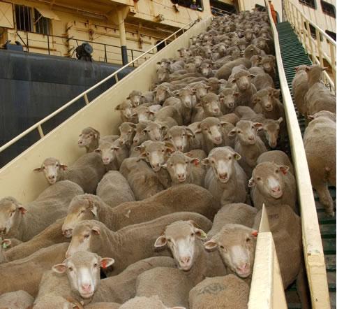 RoslynWells's tweet photo. US animal activists to stage protest against Australia's live exports at ACG in LA http://t.co/8WlvCQJdL8 http://t.co/AOK0QJnZ8G @theirturn