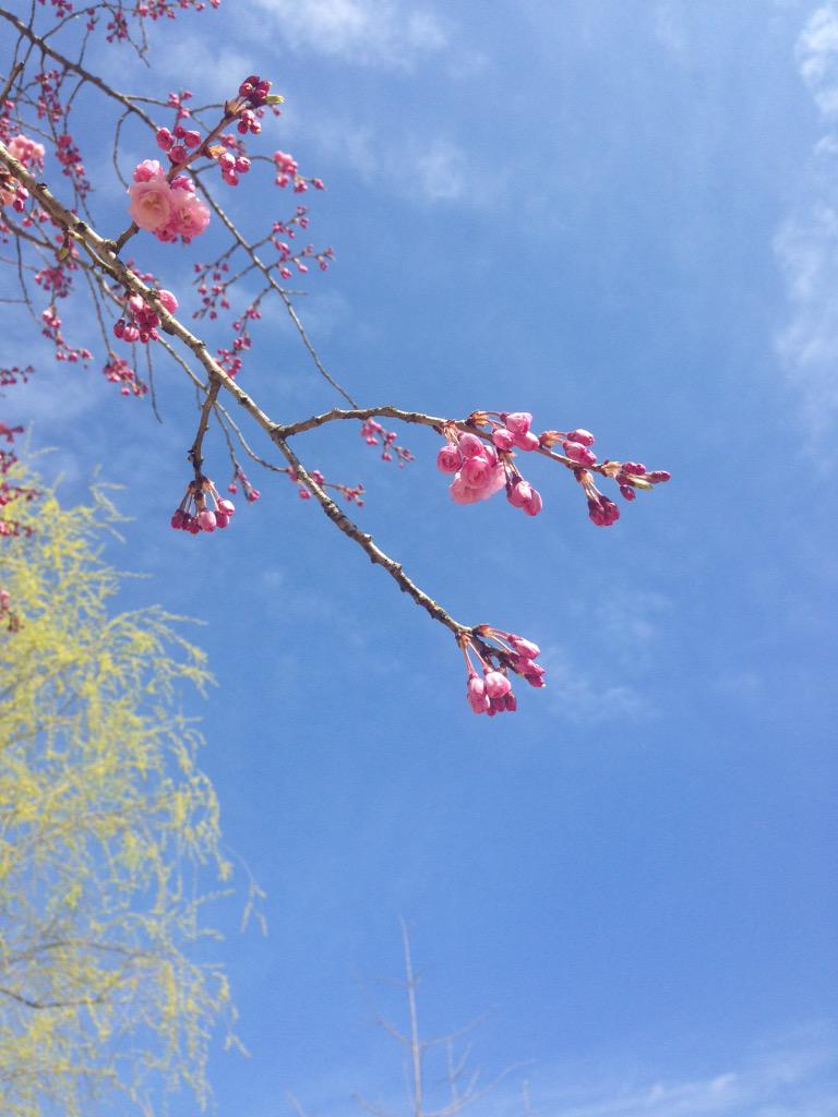 RAW_freepaper's tweet photo. 徐々にピンク色に染まっている多摩美。拾ったブルーシートと廃材をしいてお菓子を並べてお花見、じゃなくて青空会議です！ほのぼのしてます〜 http://t.co/0iZCf3Ic7M