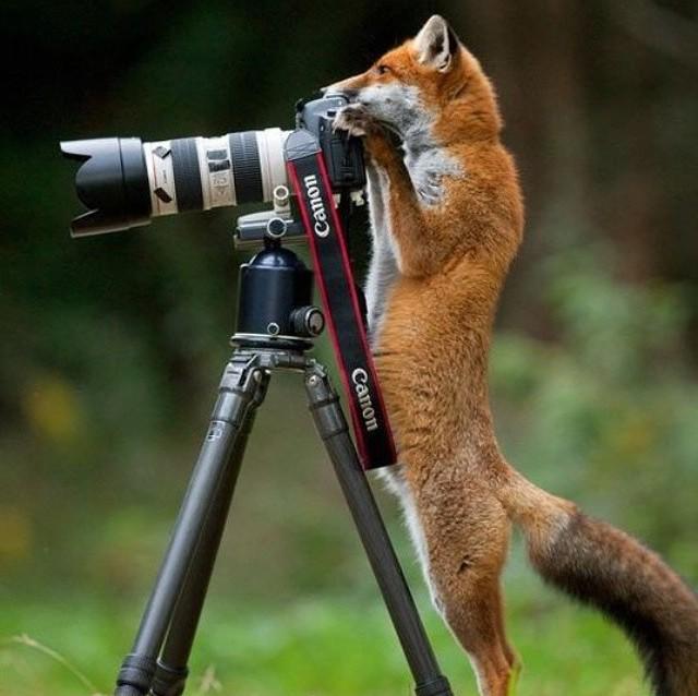 blackfoxstudio's tweet photo. Отличных выходных вам, дорогие друзья! Прогулок, красивых видов, природы и настроения! #fox #art #style #photo #vl http://t.co/yKboIeqoeT