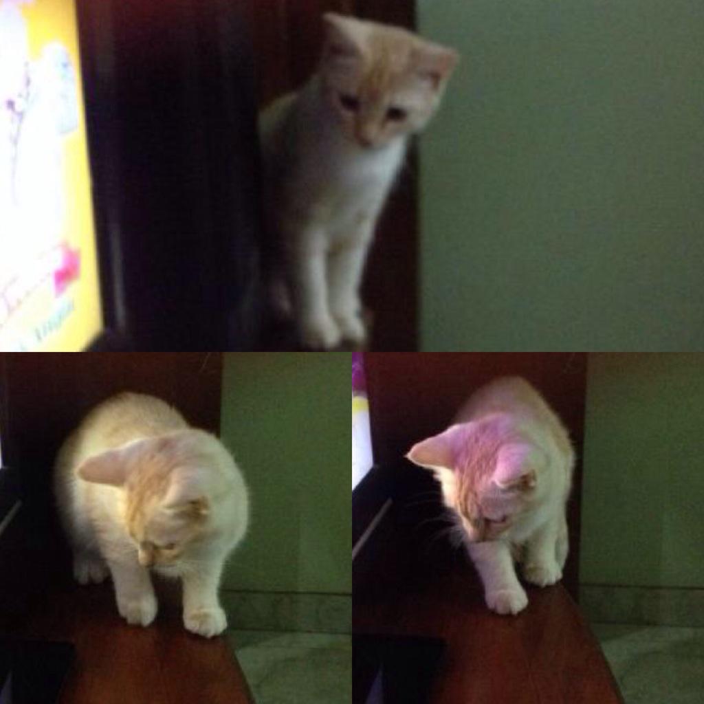 min help, kucing gue persia jantan umur 5bln warna putih coklat pirang gt ilang pagi ini @infolampung