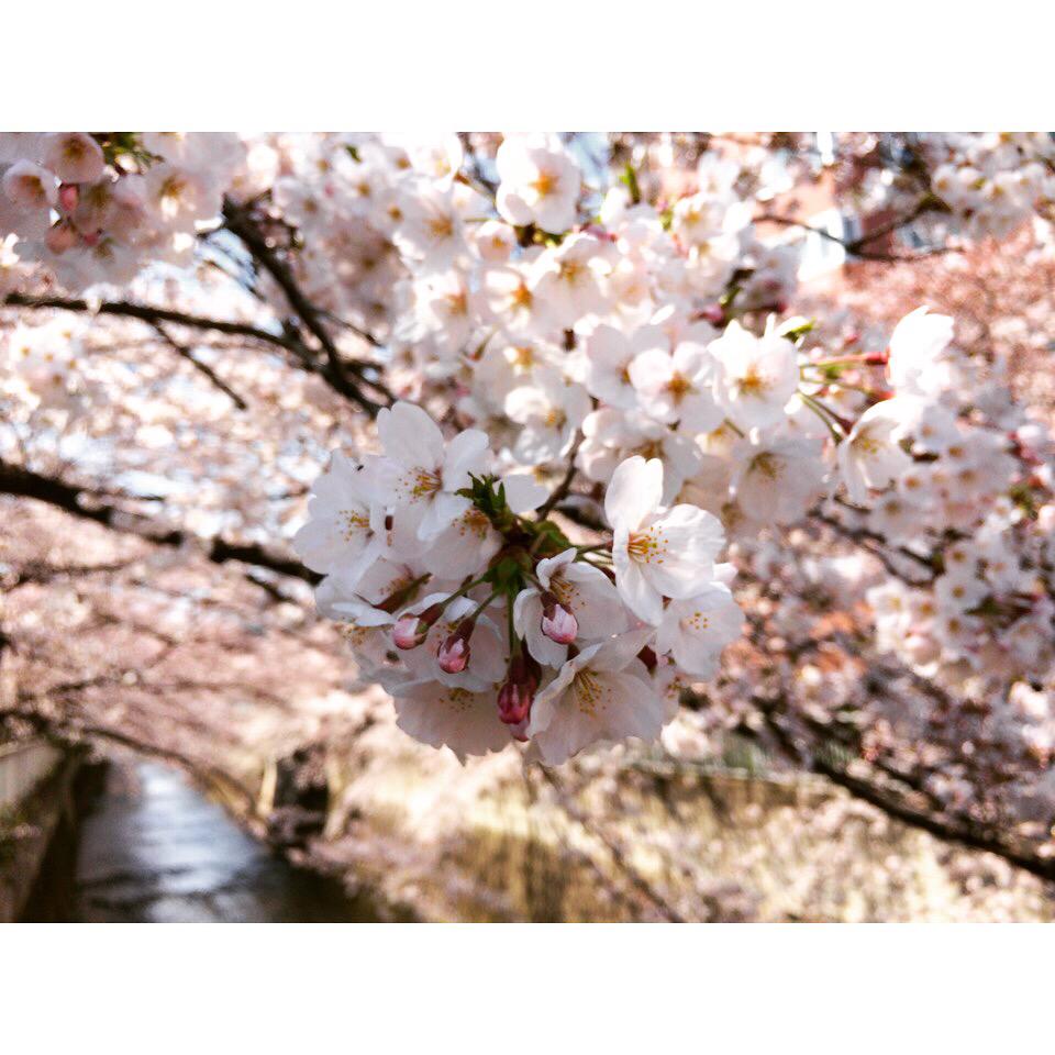 naocchi215's tweet photo. 春だ🌸🌷💛 http://t.co/aYVWqs6mXh