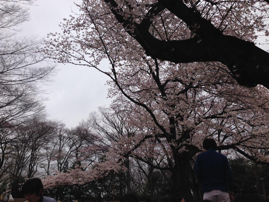 専修大学吹奏楽研究会 生田緑地でお花見スタートです Http T Co Qq9u7hv3ux Twitter