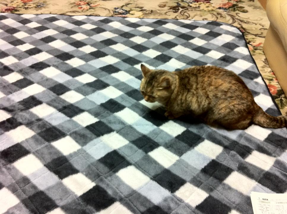 猫がコタツから追い出される事案が発生 悲しそうな顔をする猫 ライブドアニュース 猫がコタツから追い出される事案が発生 悲しそうな顔をする猫 ライブドアニュース