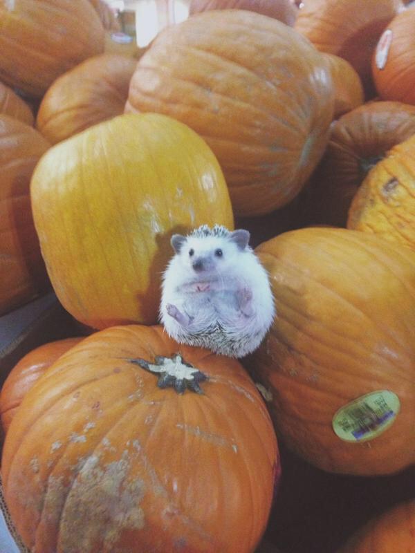OfficialNala's tweet photo. Never forget http://t.co/wLsNLrv0a4
