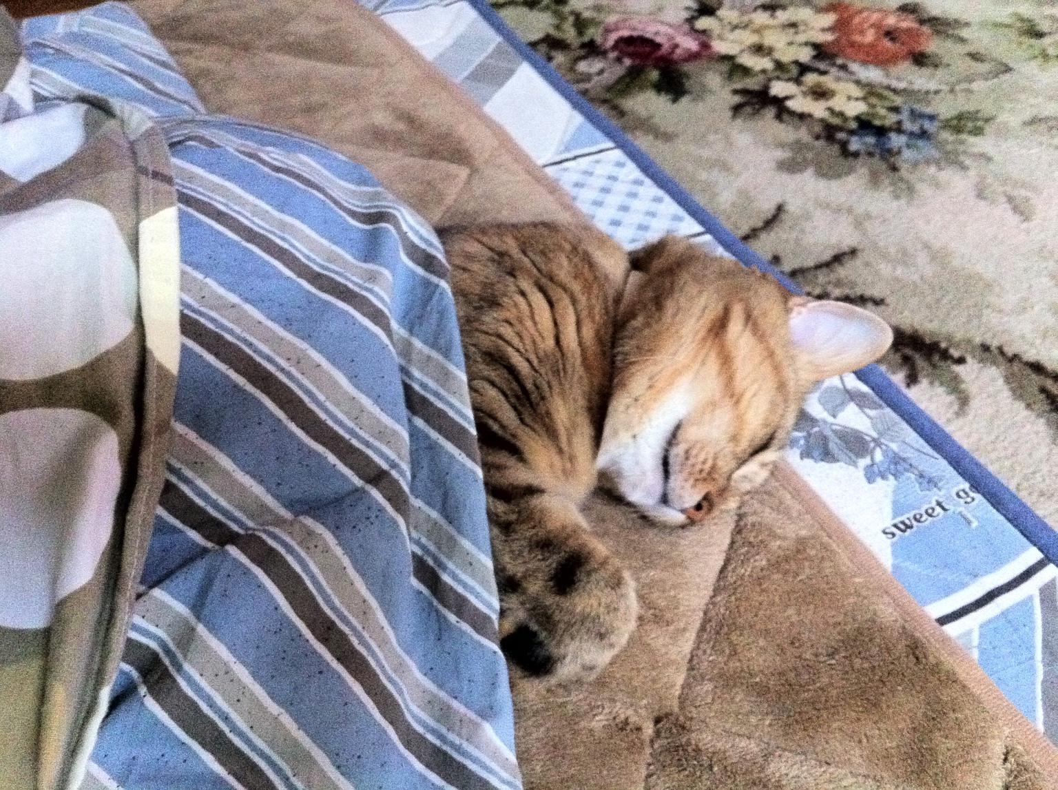 ななふし さっきのコタツがなくなったときの猫 の写真 いつごろだったっけなーって見返してたら その前日の写真がこんなんだったからそりゃ悲しむわ Http T Co Rusizujegy Twitter