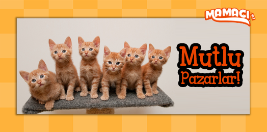 Bugün herkes sizden #ilgi #sevgi ve mama bekliyor :)  Mutlu Pazarlar! #kedi #köpek #dost #haftasonu #Pazar #mutluluk