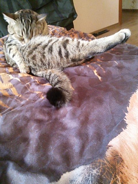 Rockersha98's tweet photo. Куриная ножка http://t.co/DWYV7JWnw1