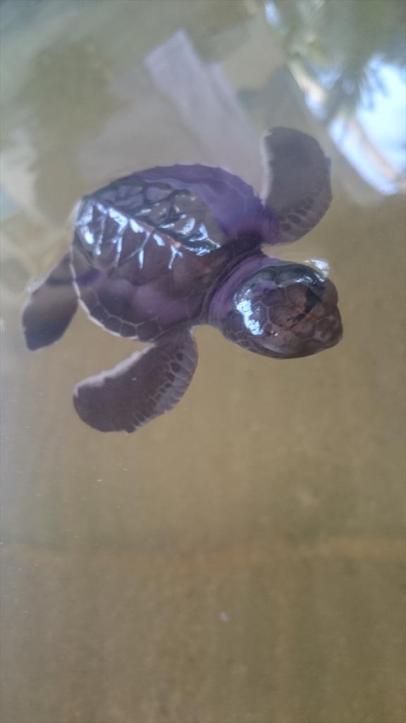 Turtle hatchery <a href="/InduruwaSea/">Induruwa Sea Turtles</a> great experience...  Thanks for entertaining #turtle #travel #srilanka