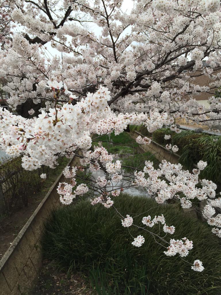 ftd3dym23's tweet photo. 呑川の桜 http://t.co/7Io6n9yycH