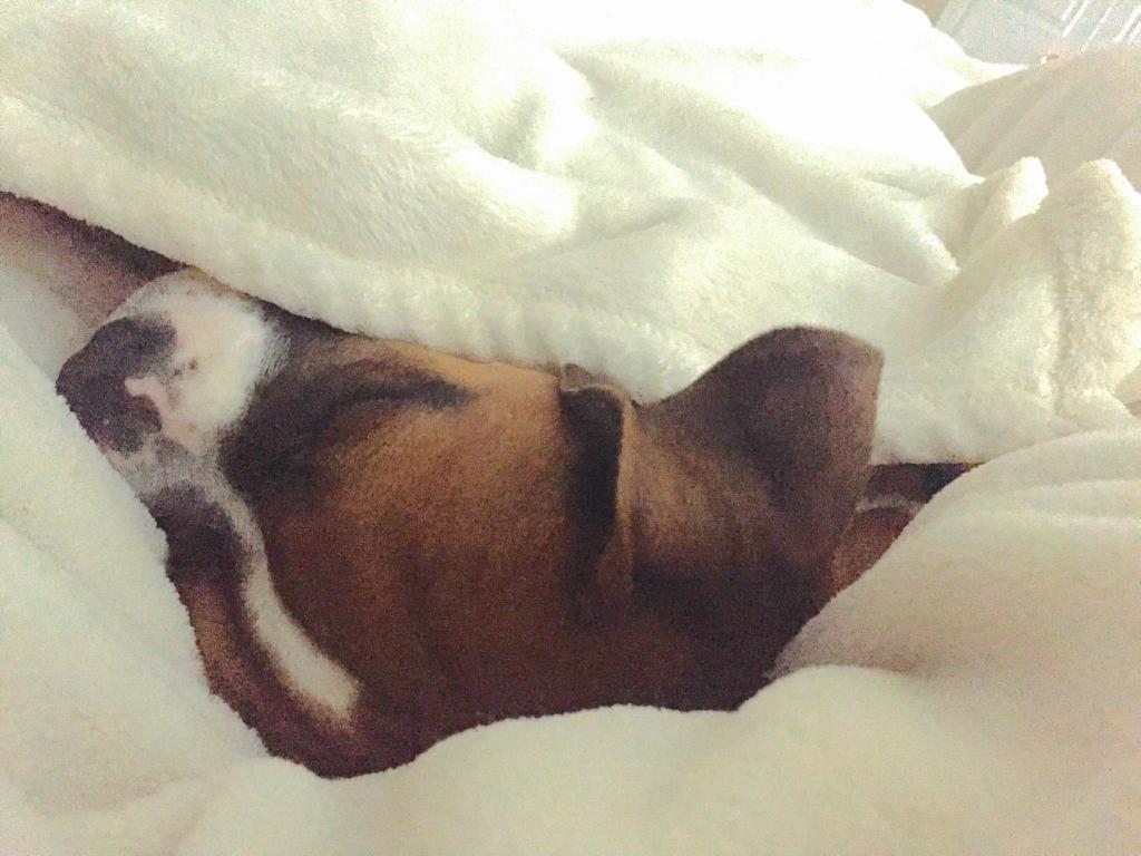 BoxerChronicles's tweet image. Bruno needs to stay warm too! #boxerpuppy #boxer #dogsoftwitter #puppy