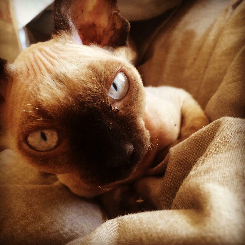 Mizz_Daily_Nude's tweet photo. Mizz #sphynx #cat #kitten #nude http://t.co/5Ritj9tYsy