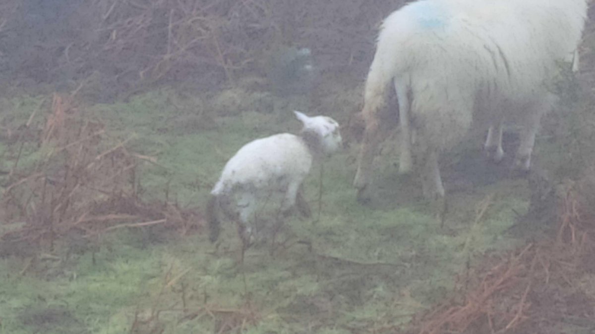 These Welsh lambs are really tough guys #WelshLambing