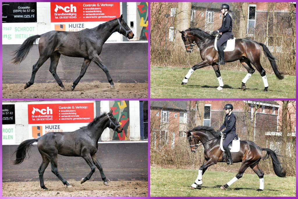 RolandHitze's tweet photo. Ik heb een poging gedaan met de foto's van @GStarDeJeu!🐴 @Bitpaarden: http://t.co/8VB2D6SKly #BitPaarden #BitMagazine http://t.co/C6bnhRPy8K