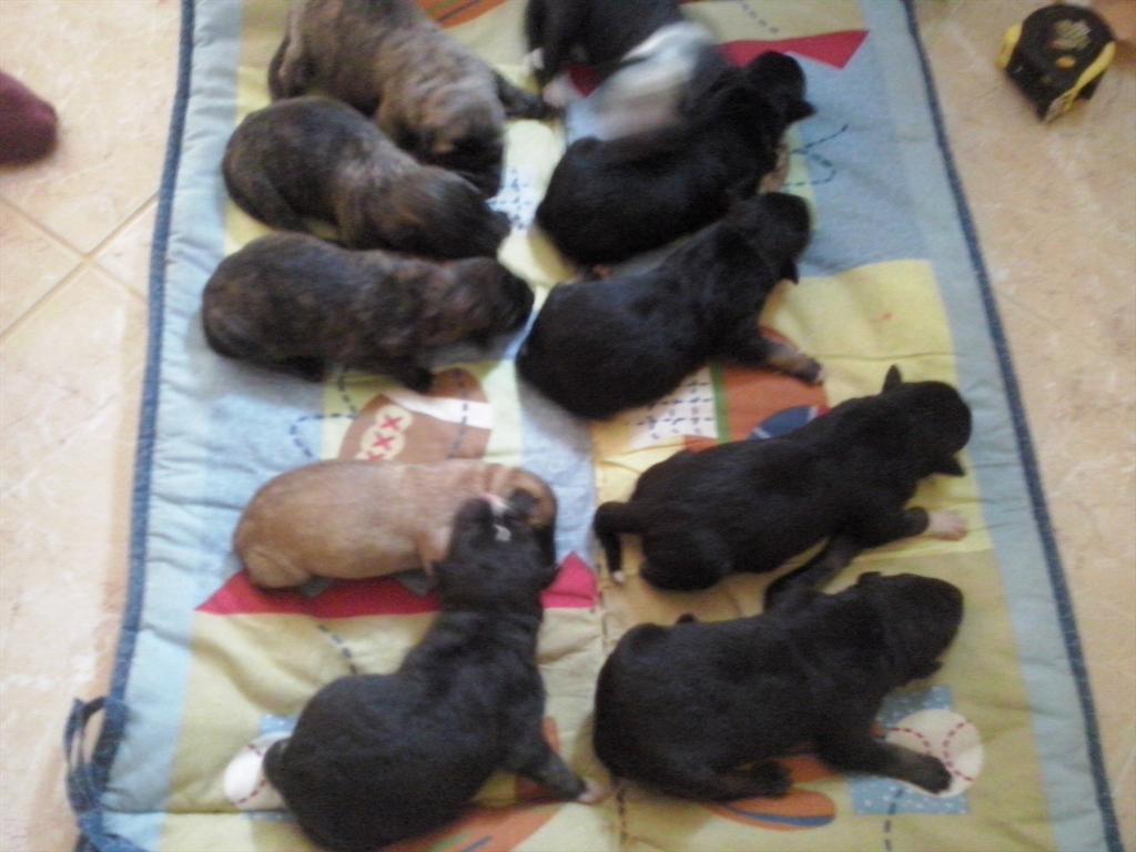 LivaRoze's tweet image. Atdodam kucēnus!