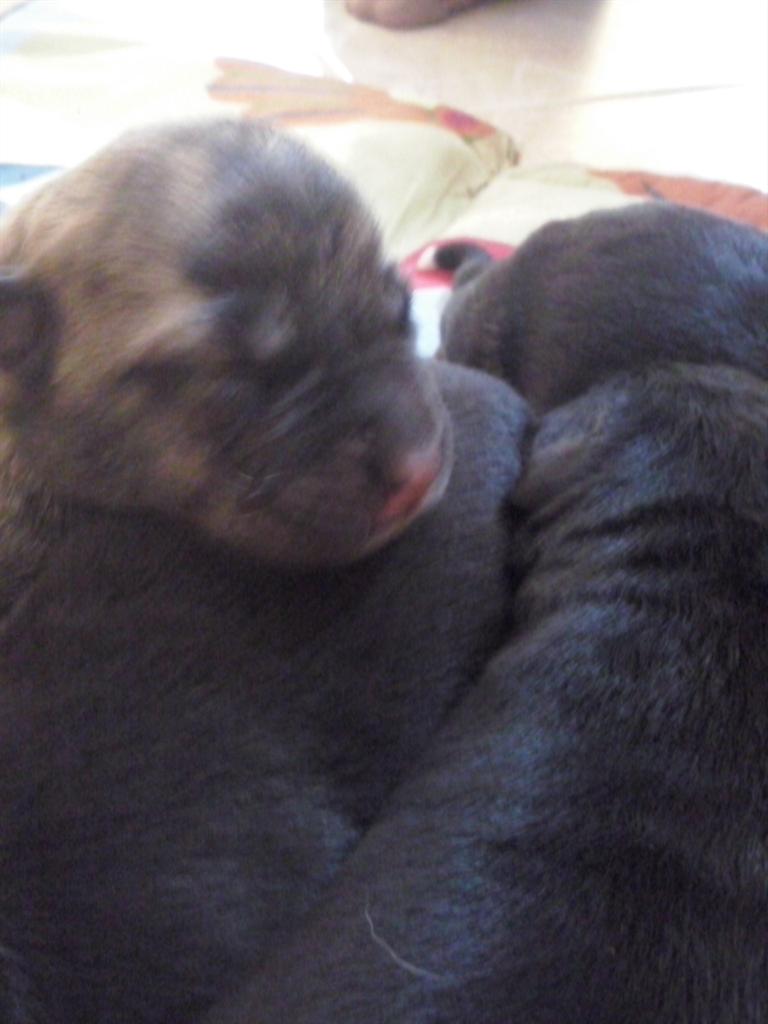 LivaRoze's tweet image. Atdodam kucēnus!