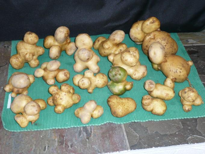 UglyFruitAndVeg's tweet image. ICYMI - OPEN UP THE UGLY POTATO TOY BOX &amp;amp; YOU GET THIS #FunSpuds #TaterToys #BarrelOVeg