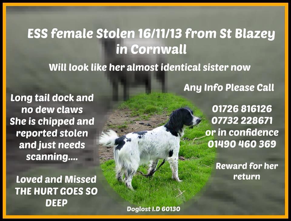 michell57319641's tweet photo. @FindOurPup @findmurphyhusky @claraloo @smithlion #FamilyDesperate #TheyNeedAnswers 💔 http://t.co/yX6fx1L3Yn
