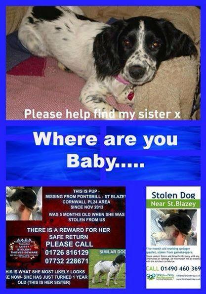 michell57319641's tweet photo. @FindOurPup @findmurphyhusky @claraloo @smithlion #FamilyDesperate #TheyNeedAnswers 💔 http://t.co/yX6fx1L3Yn