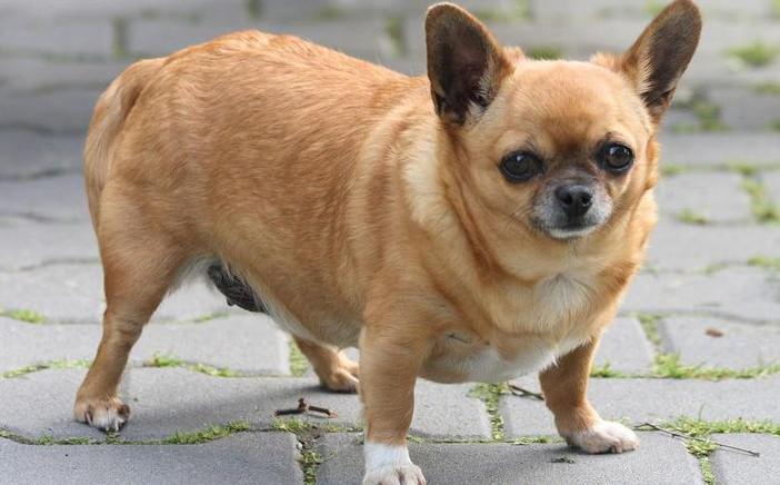 Anjing Vibe On Twitter Mengatasi Obesitas Pada Chihuahua Http