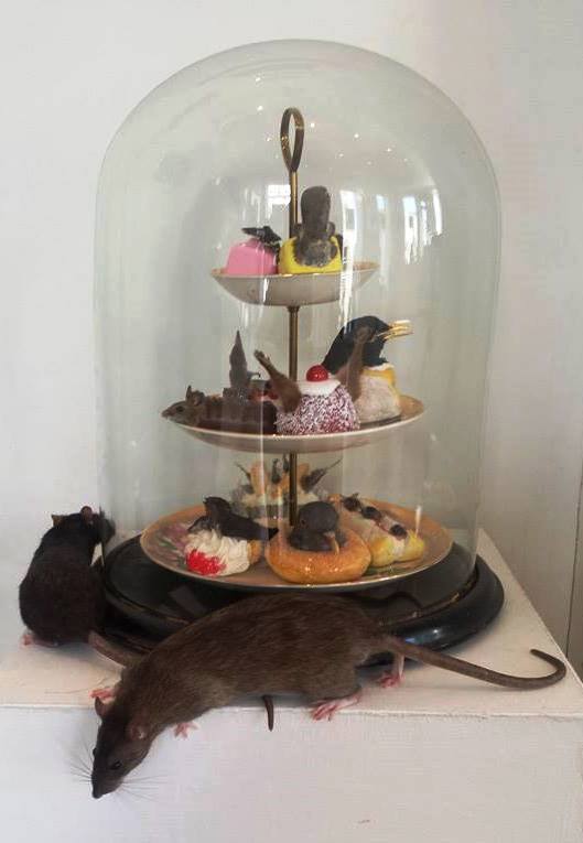 UNIONgallery (@uniongallery1) on Twitter photo A gallery visitor brought her two pet rats in to see <a href="/samanthaboyes1/">Kerry Samantha Boyes</a> taxidermy art. Wonder what they thought of it. A gallery visitor brought her two pet rats in to see <a href="/samanthaboyes1/">Kerry Samantha Boyes</a> taxidermy art. Wonder what they thought of it.