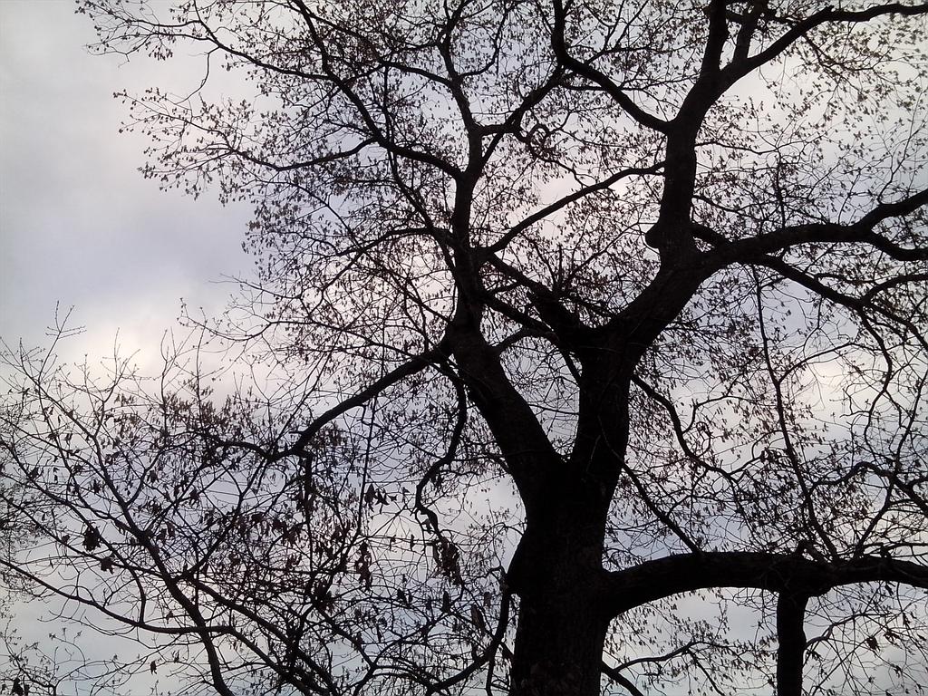 jbhsecondlook's tweet image. I see tweety bird