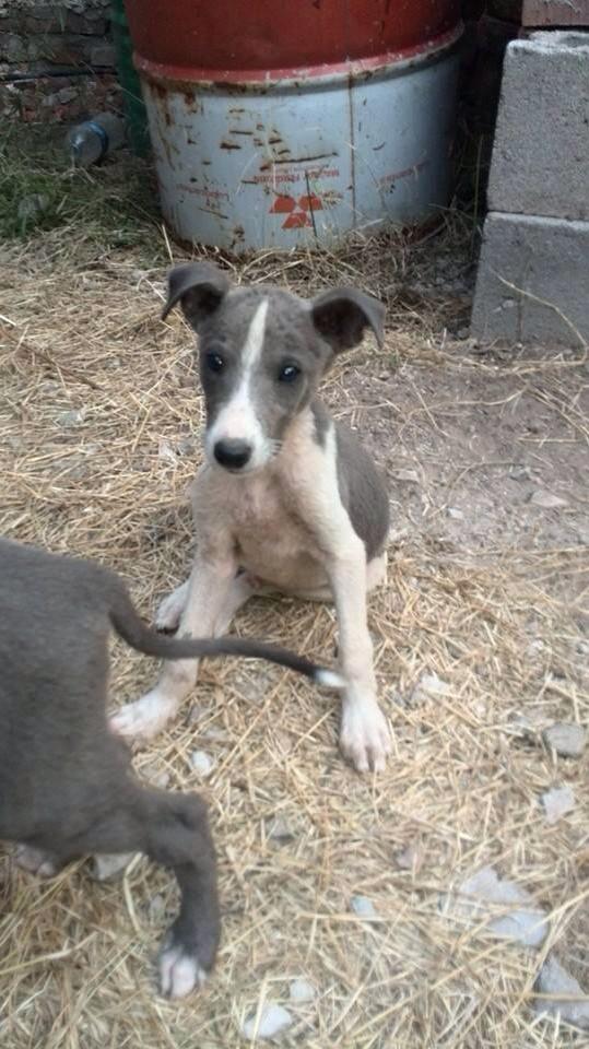 SOSGalgosdeZC's tweet photo. JERRY y LARRY nuevos bebes en adopción @GalgoEnLibertad @ursuvargues @TessieBisbal @TessieBisbal @Proyecto4Patas http://t.co/VeuiSv8xe1