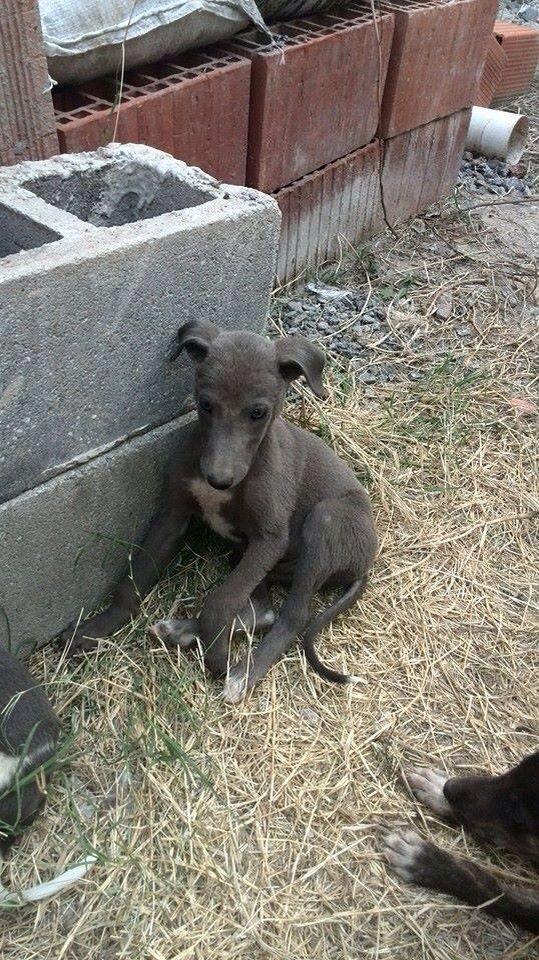 SOSGalgosdeZC's tweet photo. JERRY y LARRY nuevos bebes en adopción @GalgoEnLibertad @ursuvargues @TessieBisbal @TessieBisbal @Proyecto4Patas http://t.co/VeuiSv8xe1
