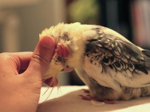 Cockatiel5's tweet photo. Do your pet love this ?

#cockatiellovers #love #care #tame http://t.co/6pF0E8IdN9
