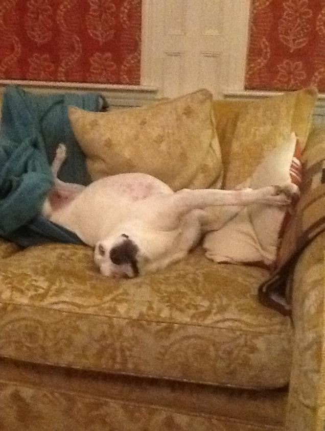 Whichpicapp's tweet image. Yeah just stretching!! Funny animal pic, can you beat! #dog #whichpic #funny #gamedev