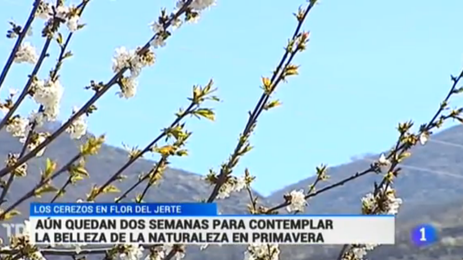 telediario_tve's tweet photo. El valle del #Jerte en Cáceres ha empezado a florecer en la parte más baja dejando su bella imagen @RTVE_Ext http://t.co/HnVOMB85q7